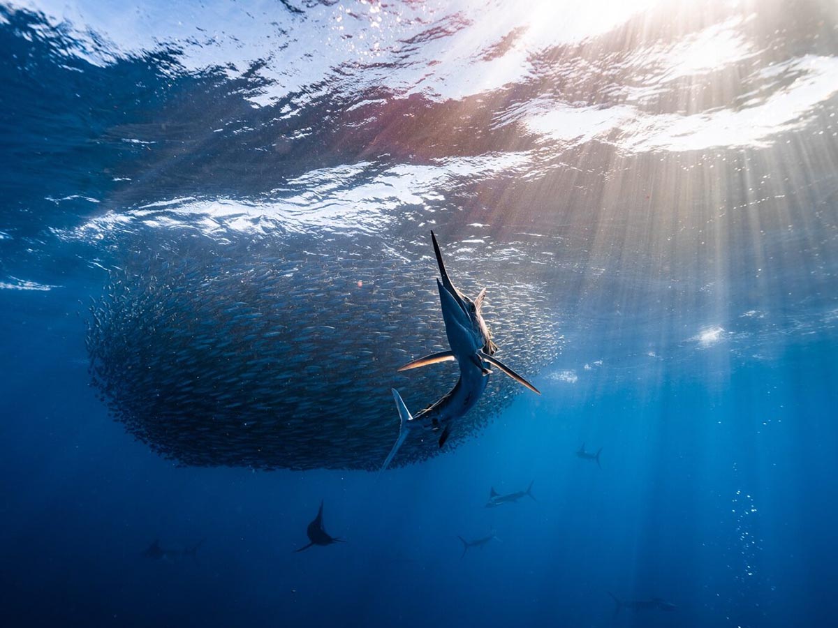 Marlín cazando un cardumen de sardinas en Bahía Magdalena