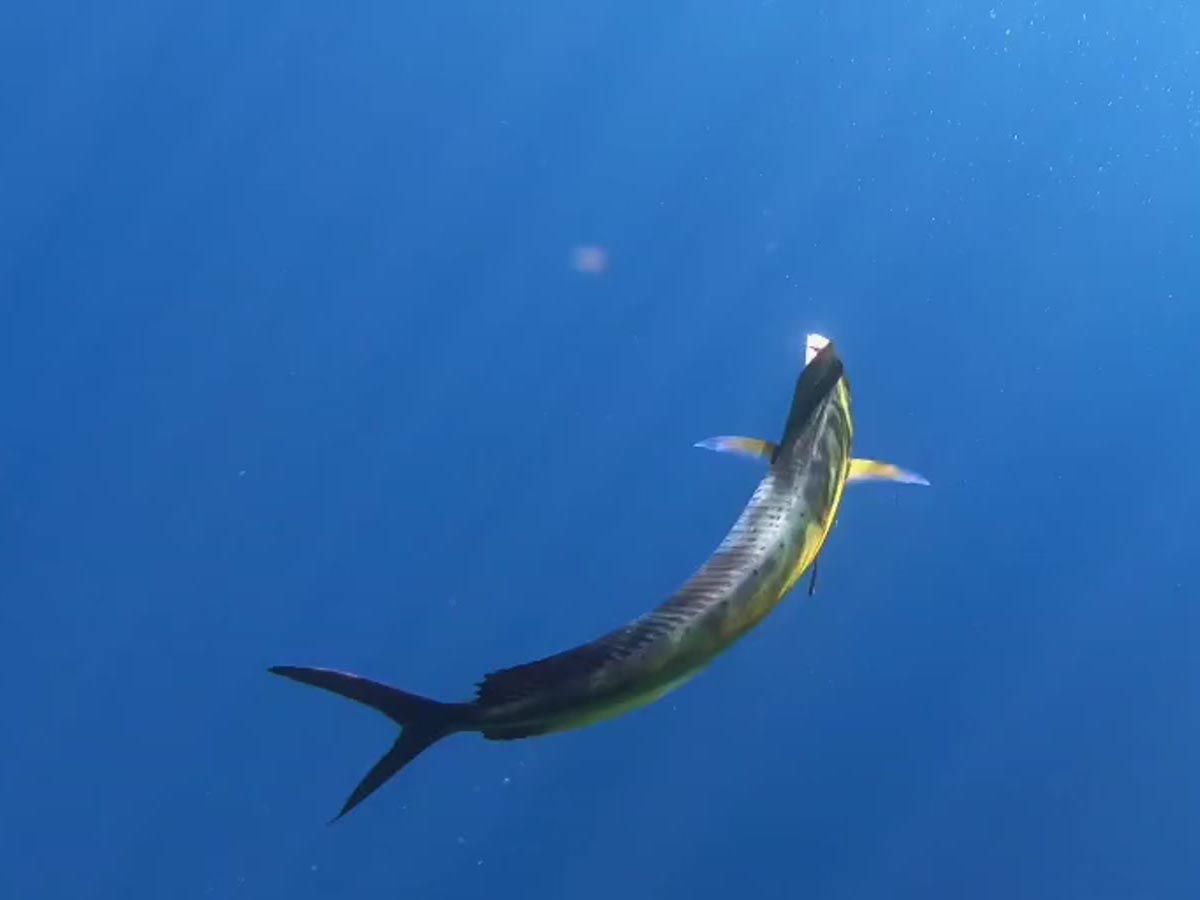 Marlín nadando durante el Sardine Run de Bahía Magdalena
